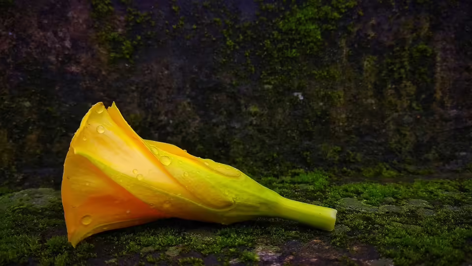 Kostenlose Busreisen für Burgenland-Card-Inhaber: Stegersbach-Besuch leicht gemacht!
