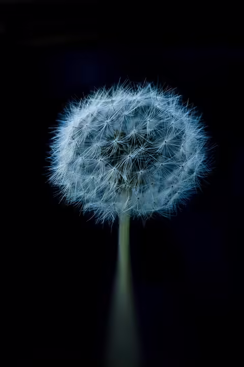 Kostenlose Waffeln am Aufsteirern Weihnachtsmarkt in Graz sichern!