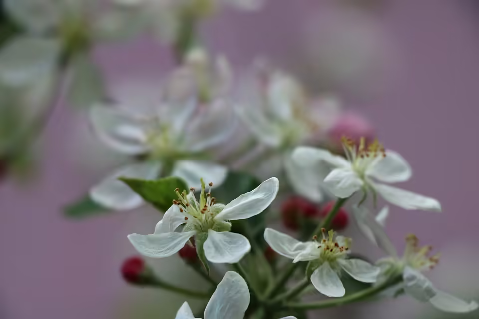 LEMO begeistert Gleisdorf: Ein unvergesslicher Konzertabend im Forum Kloster