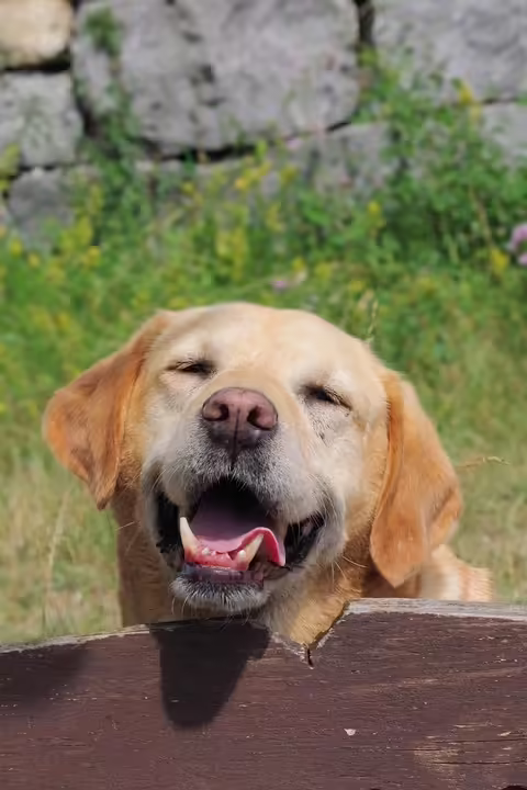 Lachend durch Krisen: Humortraining in Wildon für mehr Lebensfreude