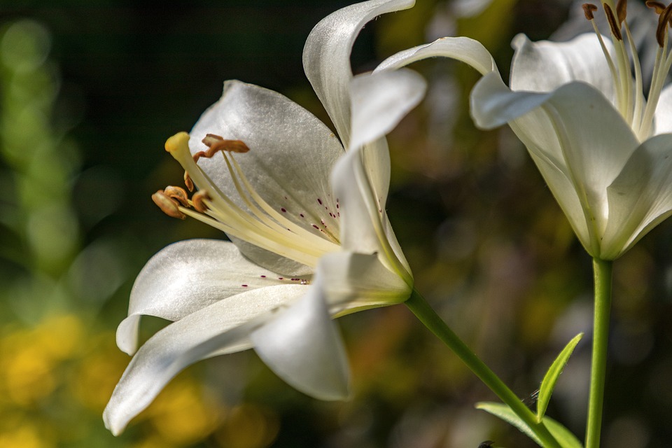 Landtagswahl 2024: Überraschungssieg der FPÖ im Bezirk Deutschlandsberg