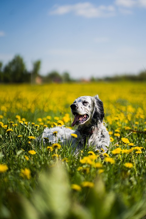 Langenzersdorf: NEOS setzen auf frische Ideen für den Gemeinderat