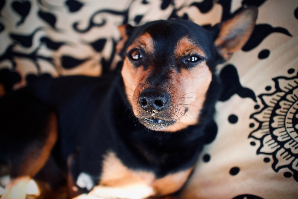 Langjährige Treue geehrt: Tirols Landarbeiter feiern ihre Auszeichnungen