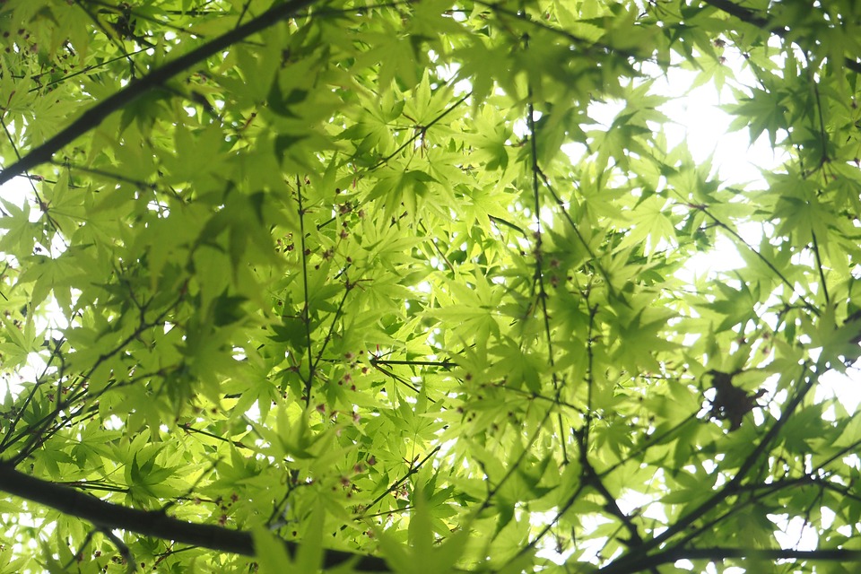 Lebendige Natur im Grauen: Warum wir das Grün nicht vertreiben sollten