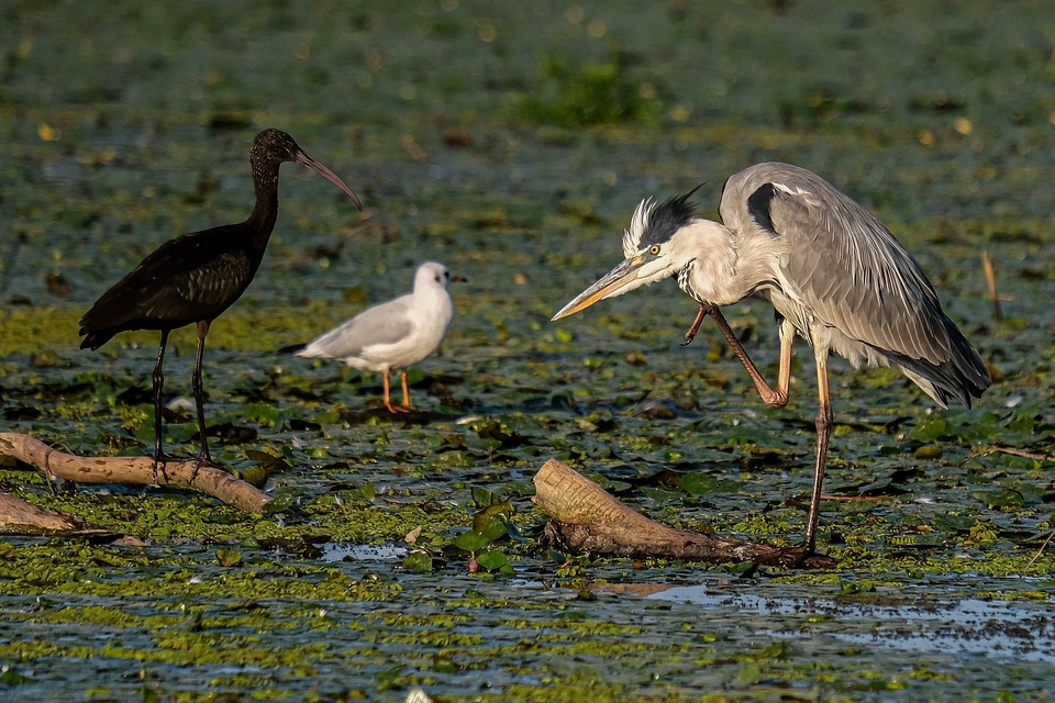 Leinzell erhält neuen Rewe: Chancen und Risiken für die Händler vor Ort