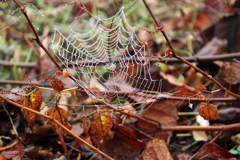 Leoniden-Höhepunkt: Sternschnuppen-Regen über Niederösterreich am 17. November