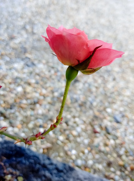 Letzte Chance: Lebkuchenhäuser-Ausstellung in Stift Zwettl 2024