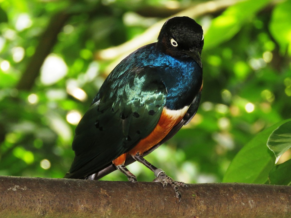 Leuchtendes Zeichen des Friedens: Obsteiger Christbaum erhellt Innsbruck