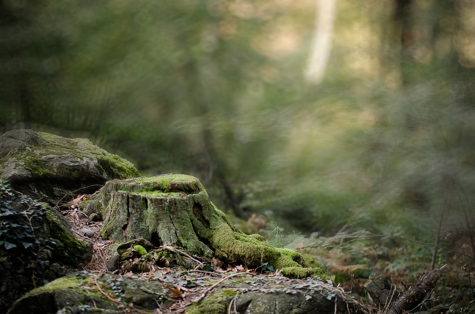 Magische Lichterwelt im Ikuna-Wald: Ein festliches Abenteuer für Groß und Klein