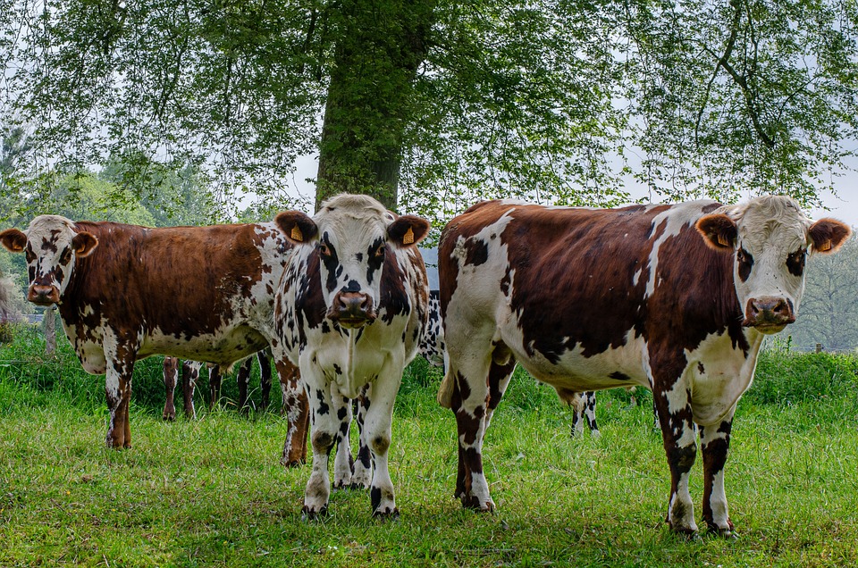 Maishofen: Schwerer Verkehrsunfall mit drei Verletzten am Freitag