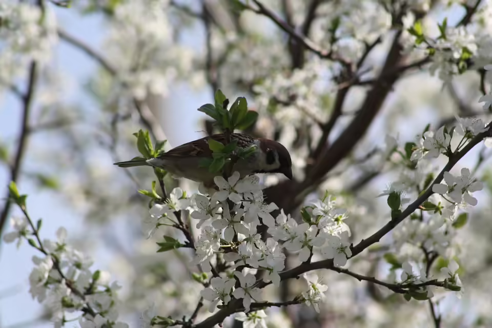 Mein Fleckerl Natur: Ein Leitfaden für den Biodiversitätsschutz in der Steiermark