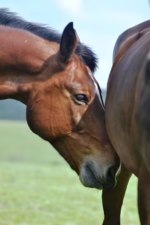 Melissa Naschenweng begeistert: Tourdates in Ihrer Nähe!