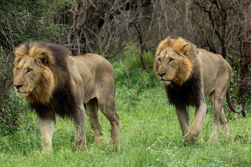 Melker Löwen: Aufstrebendes Potenzial und Hoffnung für den Frühling