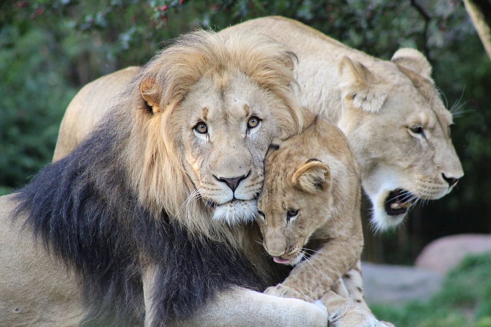 Melker Löwen holen Zähler gegen Oed – Hinrunde ohne Sieg