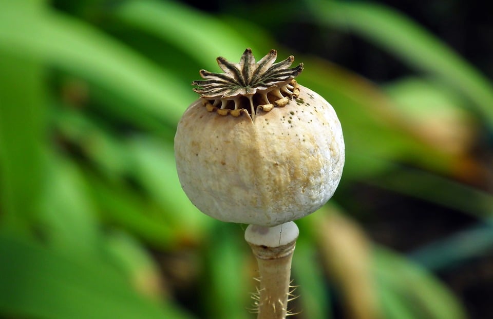 Mikroplastik im Kopf: Eine Gefahr für unsere Gesundheit in der Steiermark