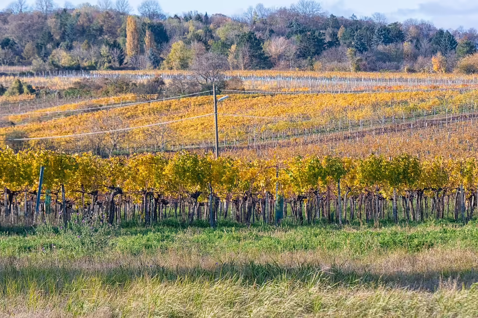 Mistelbachs Miesenböck glänzt mit 4 Scorerpunkten gegen Bisamberg