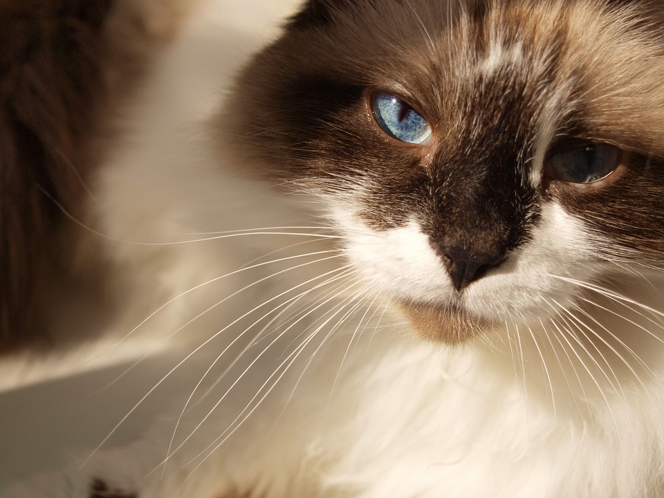 Mordanklage in Wien: Mann wegen paranoid-schizophrener Störung vor Gericht