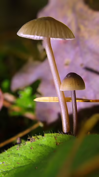 Mordfall in Laurenzerberg: Polizei entdeckt Leiche eines Pensionisten
