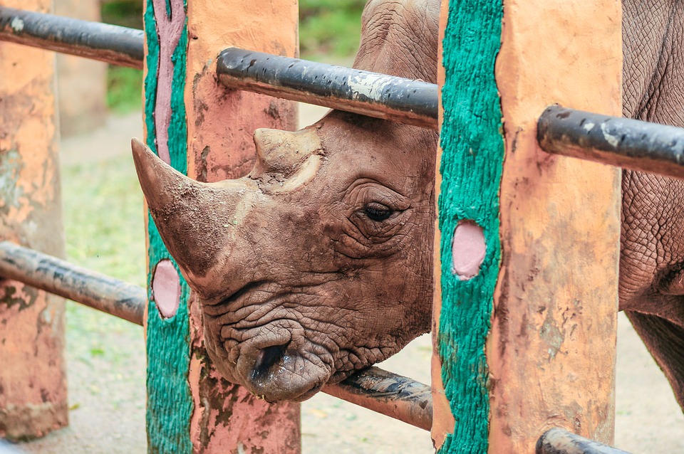 NEOS Horn: Pinkes Team startet durch zur Gemeinderatswahl!