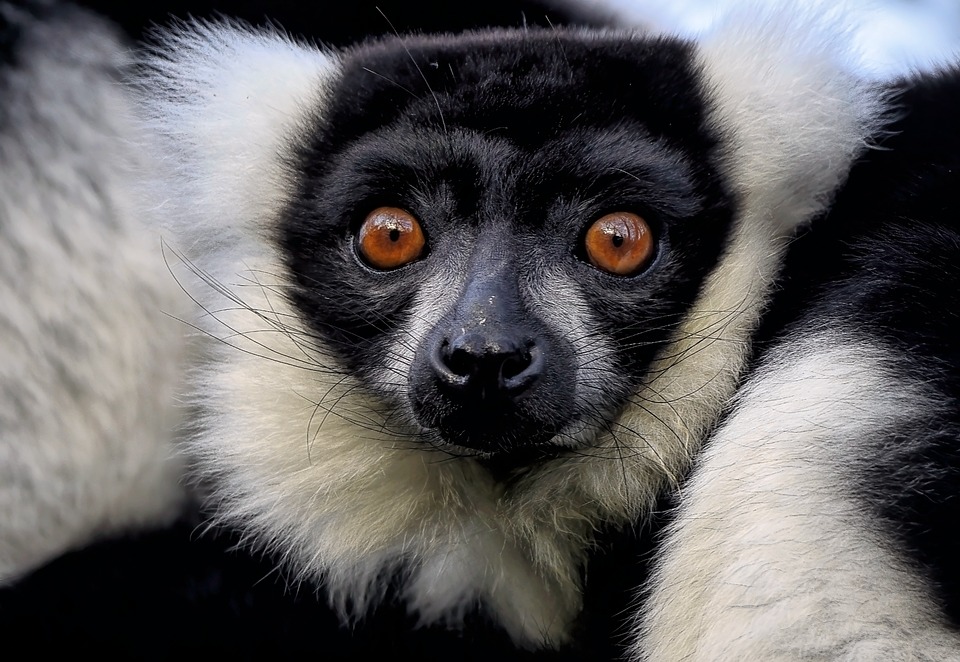 Nach kritischen Tagen: Schönbrunner Giraffenbaby trinkt nun Ersatzmilch