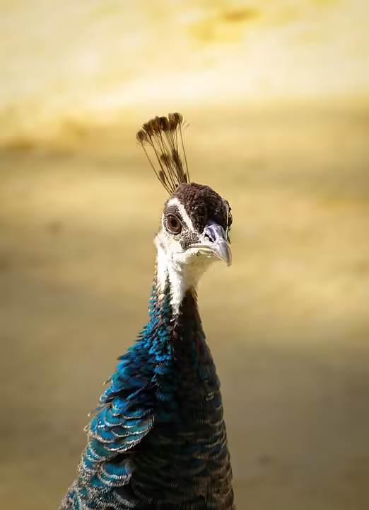 Neu in Tirol: Dein WhatsApp-Kanal für lokale Nachrichten!