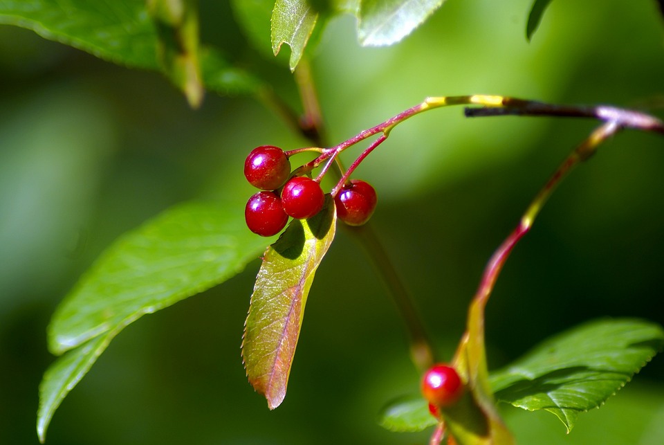 Neue Firmenmitgliedschaft beim Roten Kreuz Ried: Gemeinsam Gutes tun!