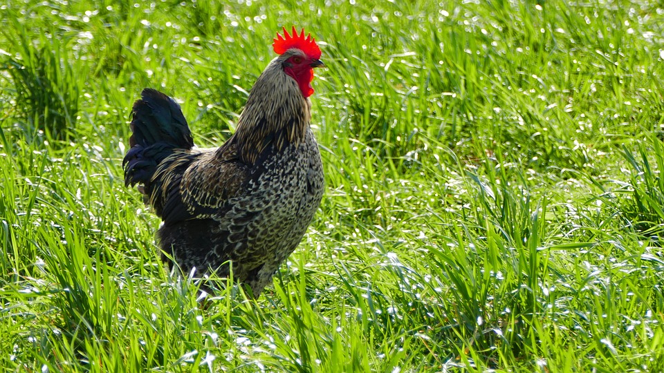 Neue Patenschaft sichert Bergrettung in Tamsweg lebenswichtige Hilfe