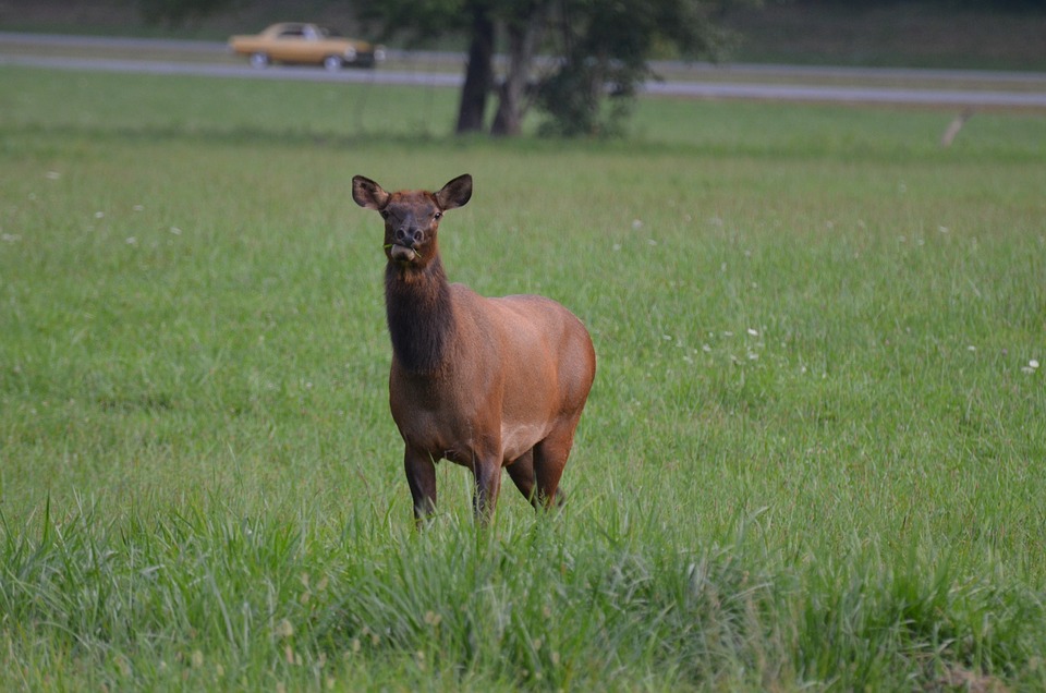 Neuer Schwung für die Straßenbahnlinie 5 in Graz: Ab Samstag zweigleisig!