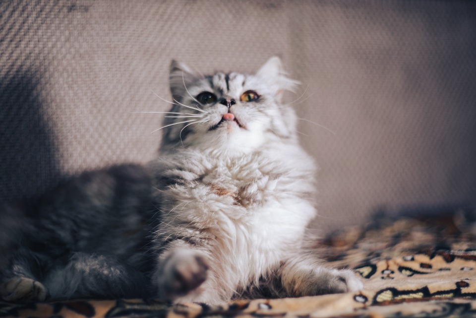 Neuer Wirt bringt frischen Wind in die Wildrast von Göpfritz/Wild