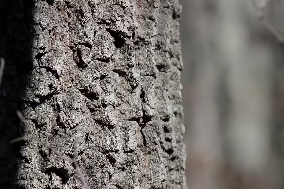 Neues Leben für die Neue Residenz: Bauprojekt vereint Kultur und Natur