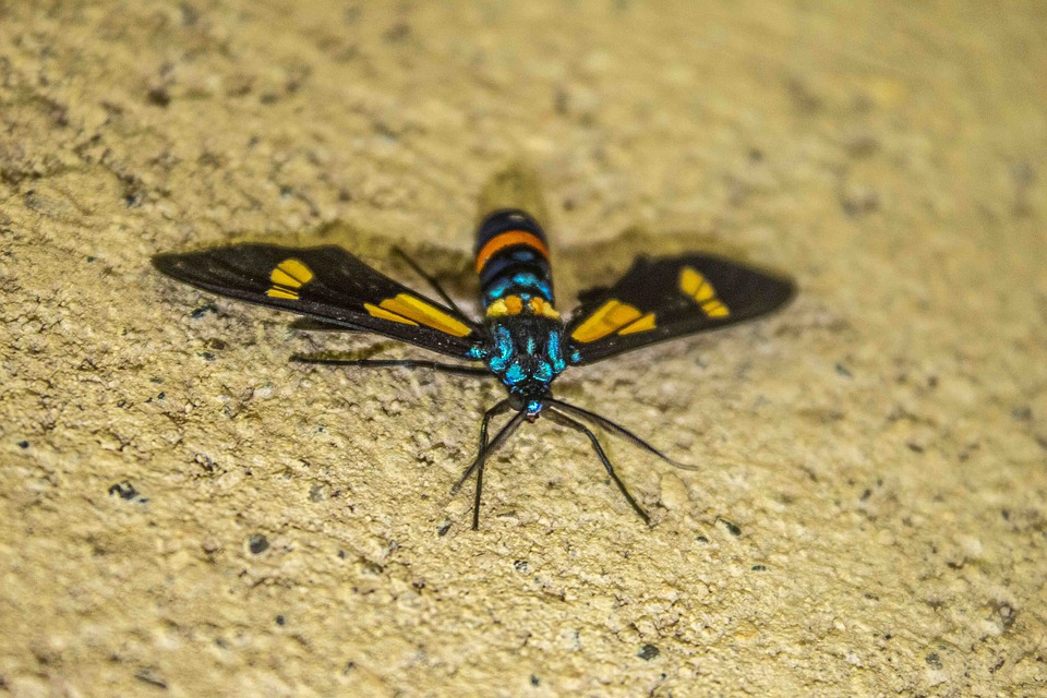 Neues Präsidium des DRK: Gemeinsam für Hannover stark aufgestellt