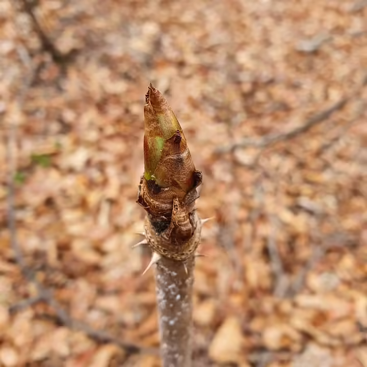 Neues im November: Kommt das große Update für Rust?