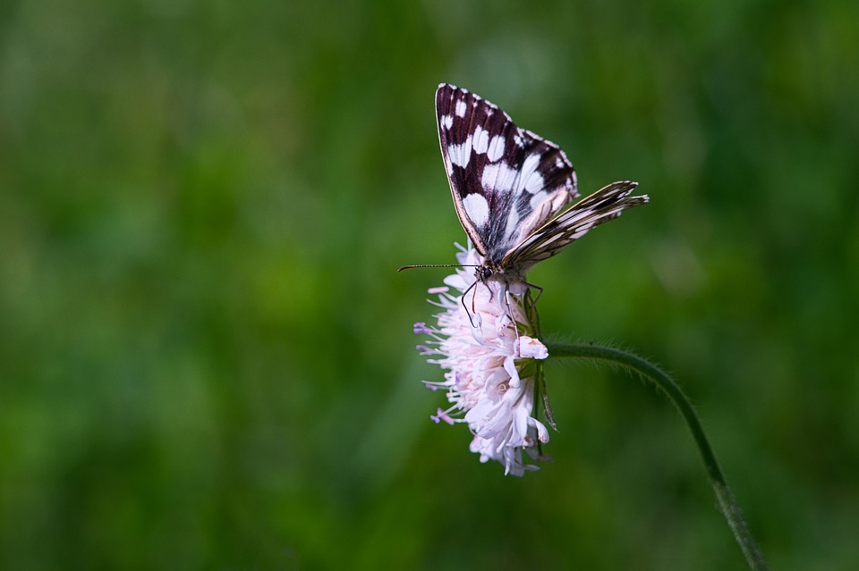 Neusiedl: Burgenlandliga feiert Rückkehr der Bezirksklubs nach 20 Jahren