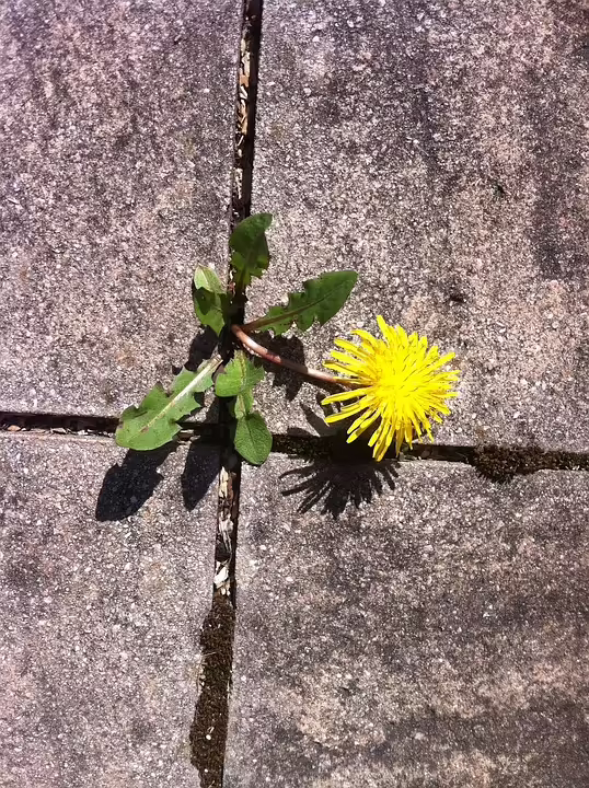 Österreichs Damen-Hockeyteam: Aufbruch zur Olympia-Quali in Norwegen