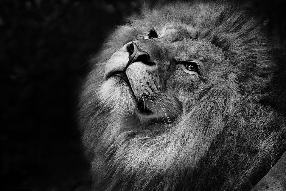 Österreichs Lions starten Adventkalender für den guten Zweck