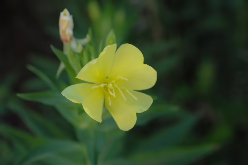 Online-Betrug in Klagenfurt: Mann verliert mehrere Tausend Euro an Betrüger