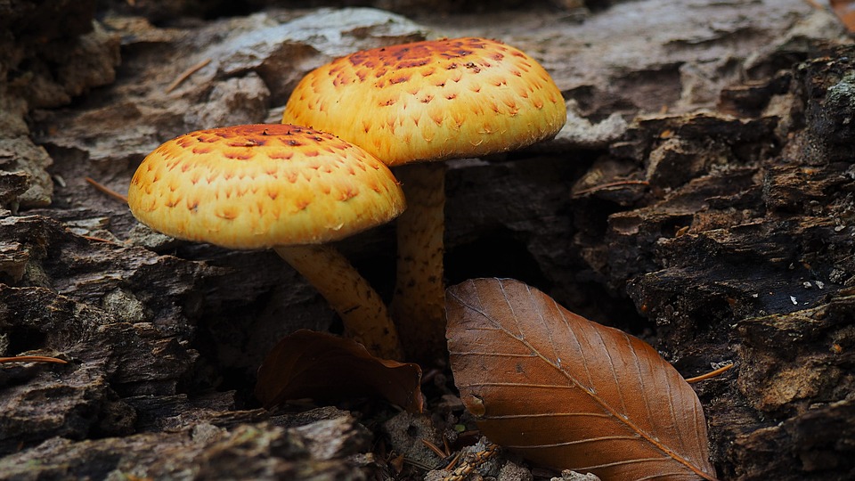 Polizei in Kärnten entdeckt Überraschendes bei Fahrzeugkontrolle