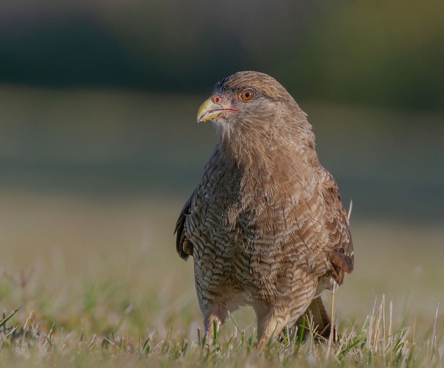 Polizei schnappt Entführer: Dramatische Festnahme in Waidhofen