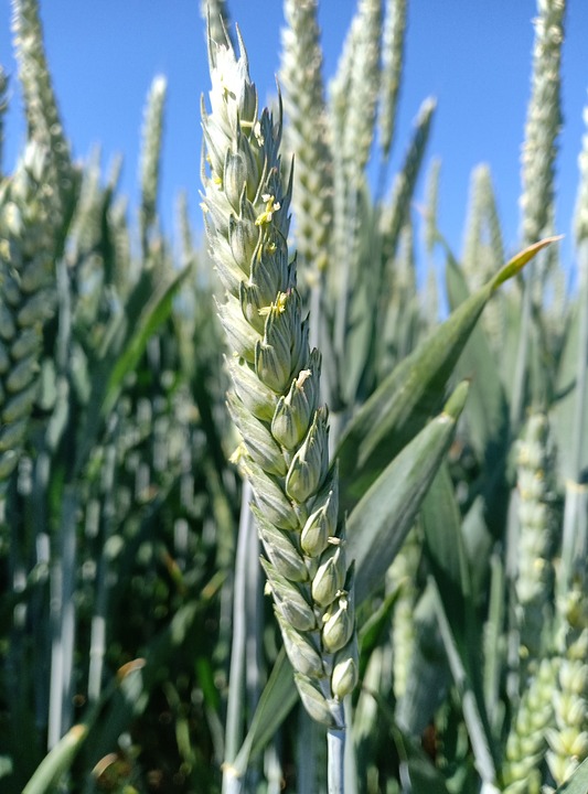Polizei untersagt rechte Demonstrationen in Wien: Sicherheitsinteressen überwiegen