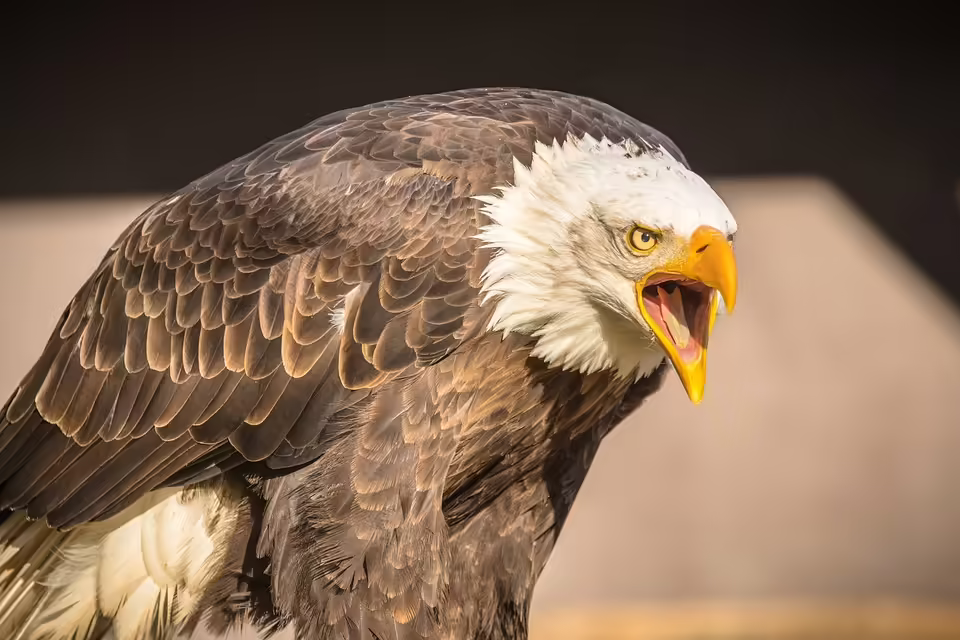 Preiserhöhung im Europa-Park: Was Tripsdrill für 2025 plant