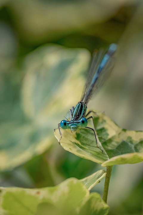 Preisgekrönte Naturfotografien der Naturfreunde in Bad Goisern