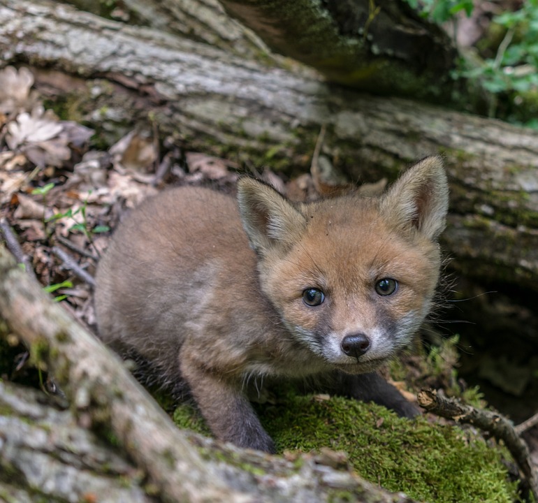Räuber plündern Friedhöfe in der Region: Wertvolle Grabschmuckstücke entwendet
