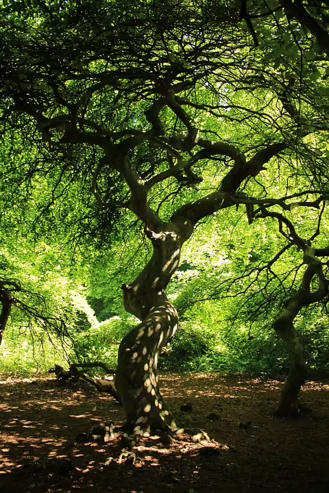 Raser verliert VW Passat – Auktion startet bei 400 Euro!