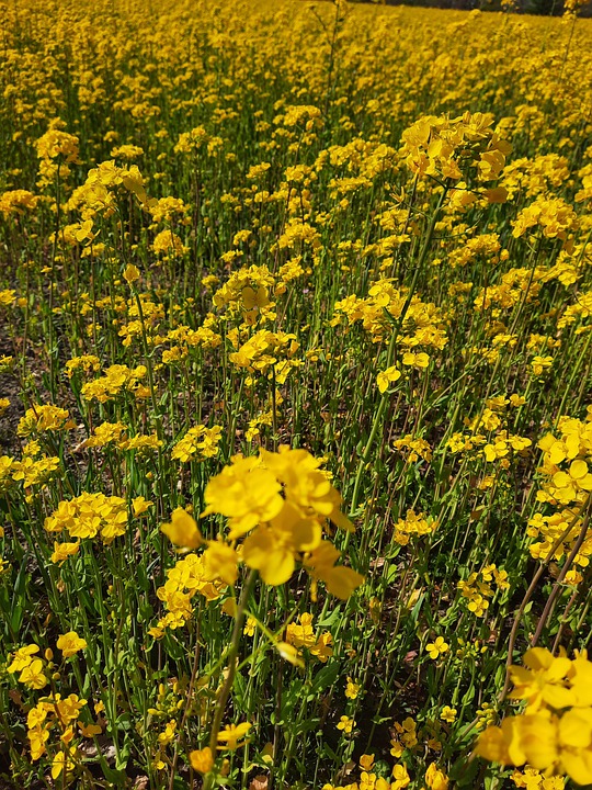 Regionale Geschenke und Gewinnspiele: Weihnachten in Braunau und Simbach