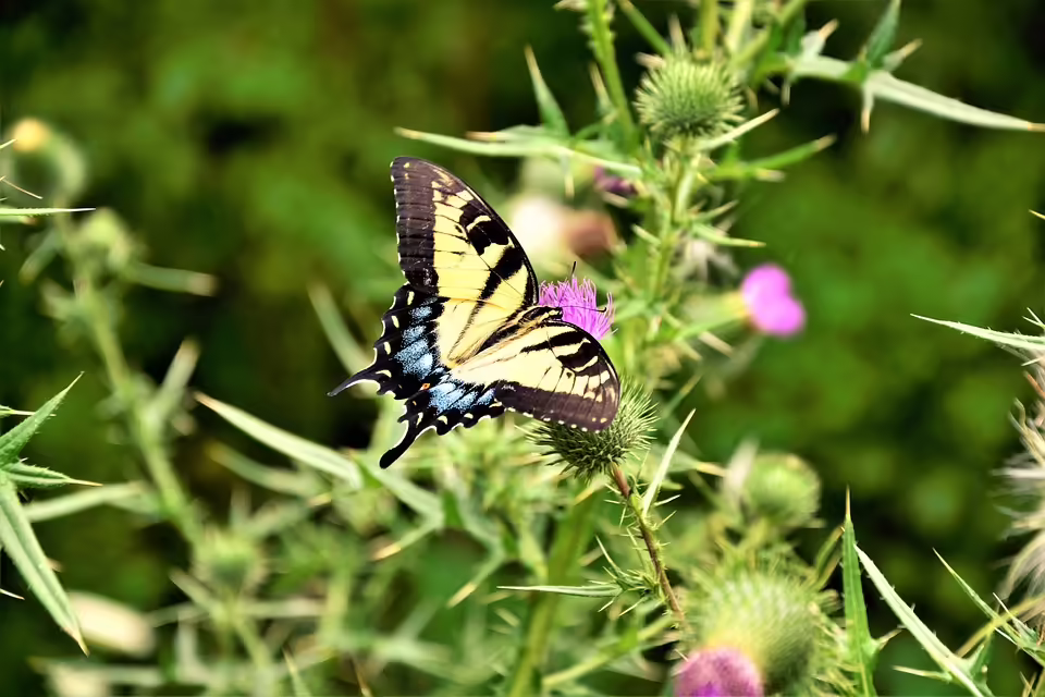 Riesiger Stoß-Zahn aus der Steinzeit bei Bauarbeiten in Mattersburg entdeckt