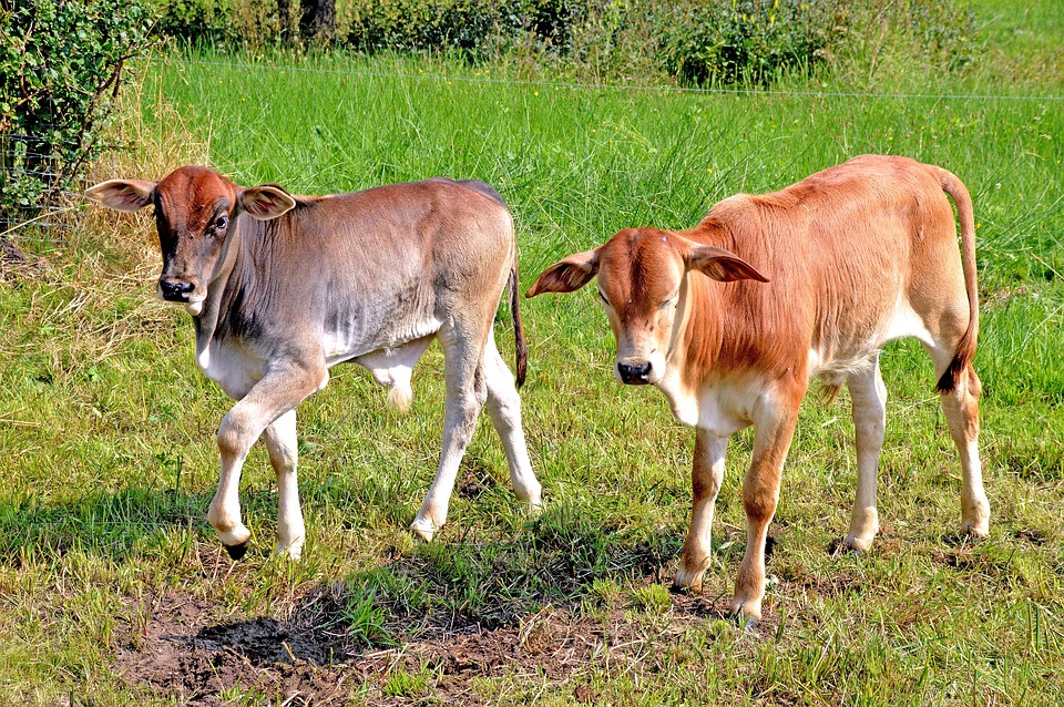 Rinder übernehmen Weideflächen am Hundsheimer Berg: Ein neuer Naturschutzansatz