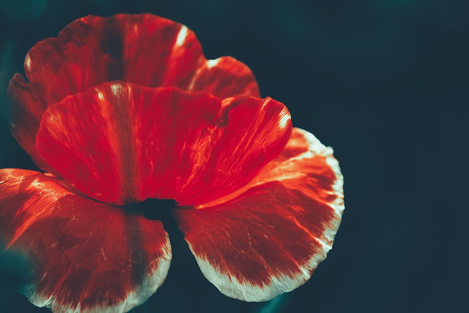 Roter Triumph im Oman: Stumpf und Beza gewinnen Audi quattro Cup