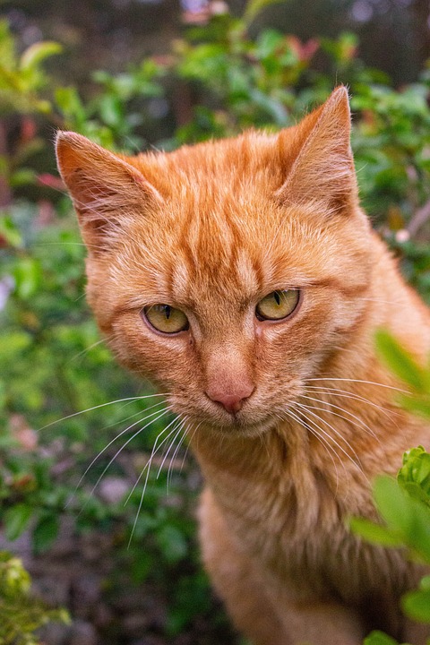 Rudy Giovannini: Tournee-Highlights und Termine in Ihrer Nähe!
