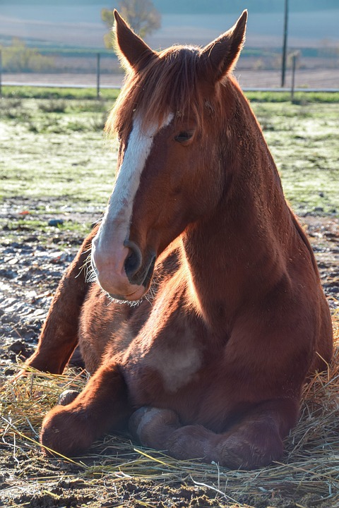 Ruprechtshofen: Microtronics gehört zu den 100 innovativsten Firmen Wiens