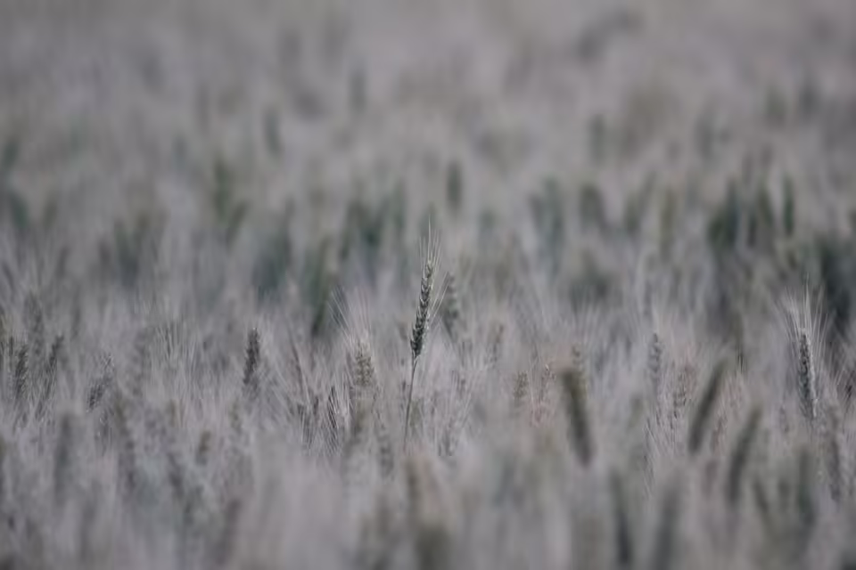 SG Rohrbach/St. Veit unterliegt SKN St. Pölten Amat. mit 1:3